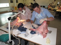 Practising on Pigs' Heads