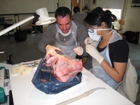 Practising on Pigs' Heads