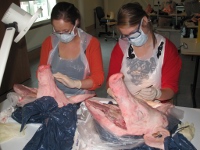 Practising on Pigs' Heads