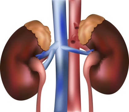 Kidneys